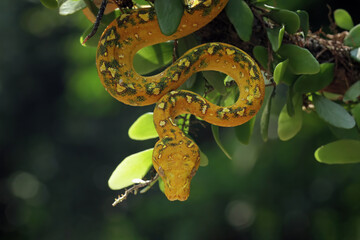 Fototapeta premium Green tree python on natural background, Morelia viridis, ular python hijau
