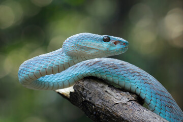 Blue viper snake closeup on branch,blue insularis,Trimeresurus Insularis