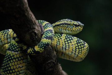wagleri pit viper snakes on branch, tropidolaemus wagleri