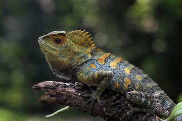 Forest dragon lizard on a branch, side view of reptile skin and spike, Gonocephalus chamaeleontinus