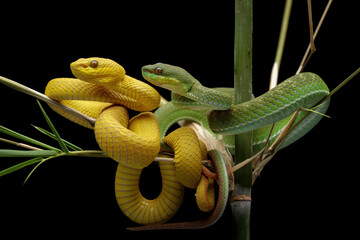 Yellow and green viper snake on branch, venomous pit viper in the family viperidae