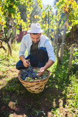 Winemaker harvesting grapes putting bunches in wicker basket