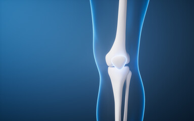 Leg bone in the transparent human body, 3d rendering.