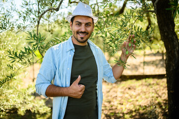 Happy farmer giving thumbs up while checking olive branches in olive grove