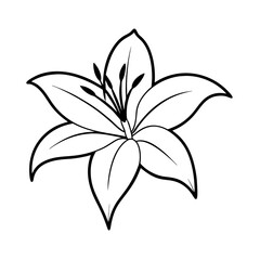 Lily Flower line art