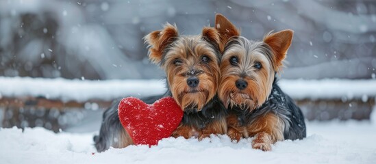 Valentine s Day theme Dogs for Valentine s Day Romantic dogs with a red heart Valentine s card greeting featuring dogs Yorkshire terriers in winter. Copy space image. Place for adding text and design