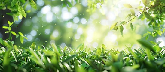 Obraz premium Spring green grass on a fresh background. Copy space image. Place for adding text and design
