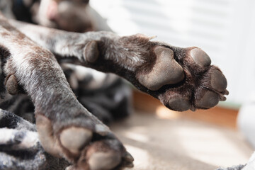 Obraz premium Close-up photo of dog paw
