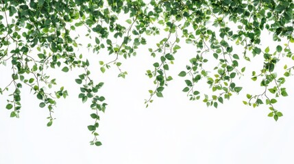 Lush green leaves hanging against a bright background, creating a fresh and natural ambiance.
