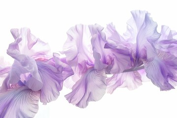 Obraz premium Close up of isolated lilac iris flowers on white background