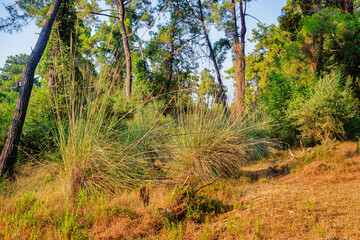 Forest on a sunny summer day in Kemer, Turkey