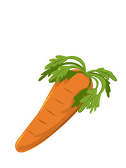 vector illustration of carrot vegetable with green leaf shoots