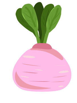 recommend clip art: clipart of pink beetroot fruit with green leaf shoots