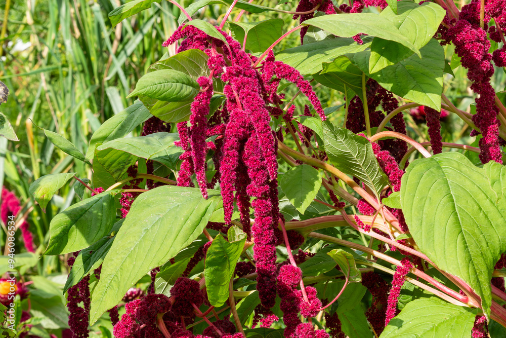 Wall mural Amaranthus cruentus x powellii a summer autumn fall flowering plant with a red summertime flower commonly known as Hopi Red Dye, gardening stock photo imag