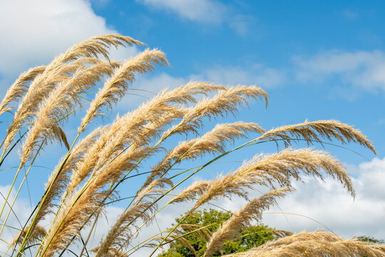 Austroderia richardii an evergreen ornamental grass plant commonly known as Toe toe, Toetoe or Plumed tussock, stock photo image