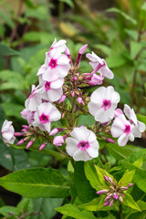 Phlox paniculata 'Cherry Cream' an herbaceous summer autumn flowering plant with a white and pink centred summertime flower,  gardening stock photo image