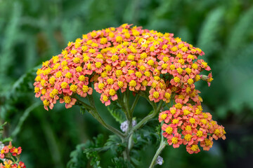 Achillea millefolium 'Walter Funcke' a summer flowering plant with an orange summertime flower from May to August and commonly known as yarrow, gardening stock photo image © Tony Baggett