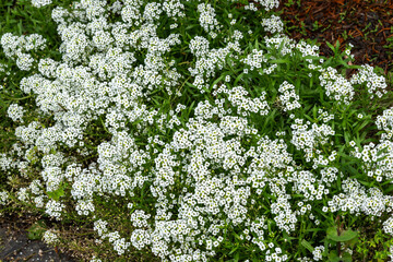 Lobularia maritima 'Carpet of Snow' a annual summer autumn fall flowering plant with a white summertime flower commonly known as sweet alyssum, gardening stock photo image