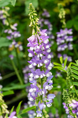 Galega officinalis 'His Majesty' a summer flowering plant with a purple and white summertime flower commonly known as Goat's rue, stock photo gardening image