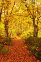 Obraz premium Gorgeous autumn landscape panorama of a scenic forest with lots of warm