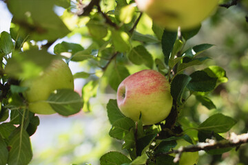 apple tree