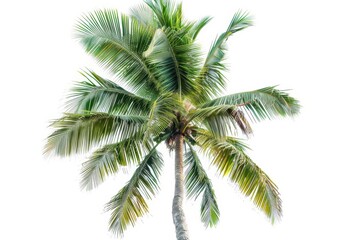 Lone coconut palm on white backdrop