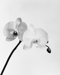 A black and white image of two white orchids.