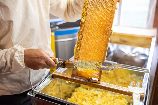 Beekeeper opening honey frame with electric knife, uncapping while harvest. Professional table for uncapping honey frames, extractor on the background