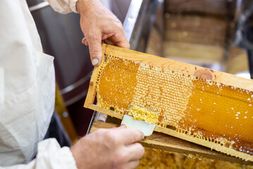 Uncapping honey frame with special fork. Harvest of honey, beekeeper with professional equipment...
