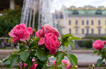 Pink roses bloom in the rose garden. Terry flowers of a bush English rose.