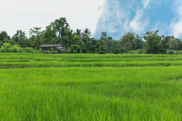 paddy field and cottage in thailand