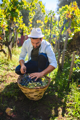 Winemaker harvesting grapes in vineyard during sunny autumn day