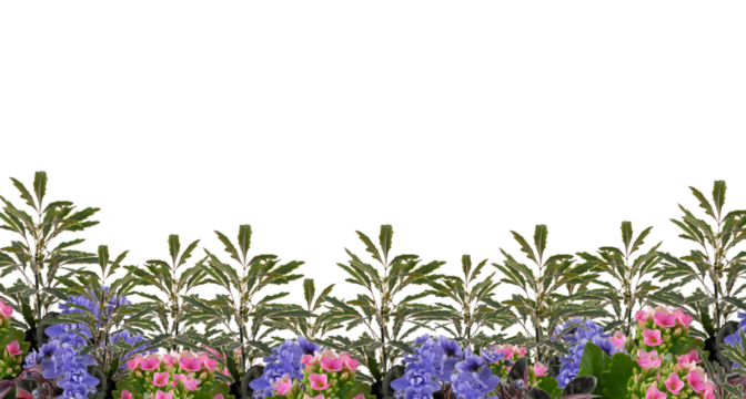 flower frame cut out isolated transparent background