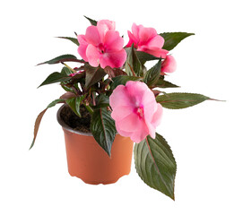 new guinea impatiens in a pot cut out isolated transparent background