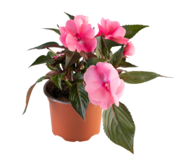 new guinea impatiens in a pot cut out isolated transparent background