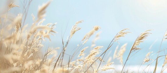 Focus on beach dry grass reeds and stalks at noon horizontal layout with a blurred natural background summer theme grass concept. Copy space image. Place for adding text and design
