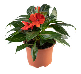 new guinea impatiens in a pot cut out isolated transparent background