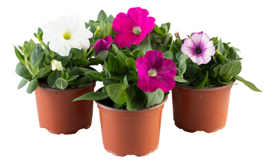 Petunia mixed in pot cut out isolated transparent background