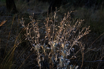 A dry mountain plant illuminated by the sun