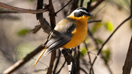 White-browed Robin Chat (Heuglinjanfrederik) (Cossyppha heuglini) near Lower Sabie, Kruger National Park, Mpumalanga, South Africa