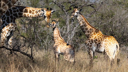 A family of Giraffes (Giraffa camelopardalis) near Lower Sabie, Kruger National Park, Mpumalanga, South Africa