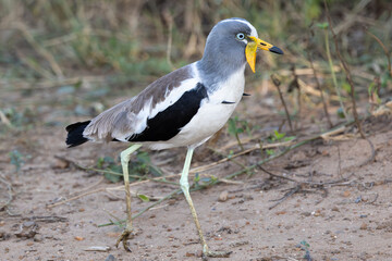 White-crowned lapwing (Witkopkiewiet) (Vanellus albiceps) near Lower Sabie, Kruger National Park, Mpumalanga, South Africa