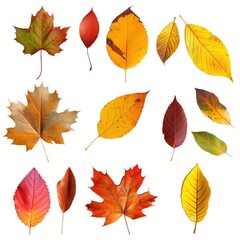 Collage of autumn leaves isolated on white background. Various shades of brown, gold, green, orange, and red. Dry, decaying, and textured leaves in different sizes and shapes.