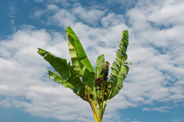 beautiful view of banana trees with bright blue sky in tropical season