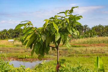 close up of tropical season cocoa tree seedlings, use for agricultural product photos.