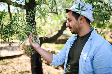 Young farmer is checking and controlling the olives in his orchard