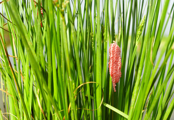 close up of golden snail (pomacea canaliculata) eggs stuck to the grass in a rice field in round, pink clusters.