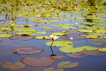view of large lotus flowers blooming with lots of green leaves on the surface of the water.