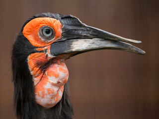 Southern ground hornbill a portrait