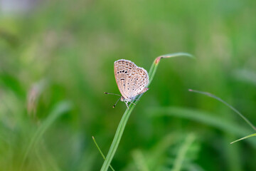 close up view of beautiful butterfly perched on grass top with blurred background